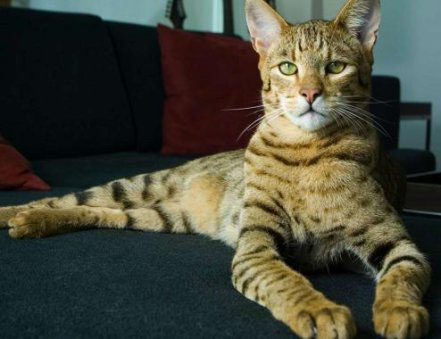 World's most expensive cat breed: Ashera.