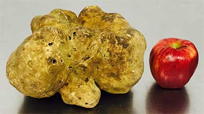 World's largest truffle sells for US$61,250 at Sotheby's auction.
