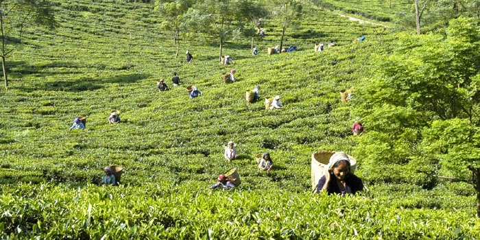 Darjeeling Tea & First Flush.