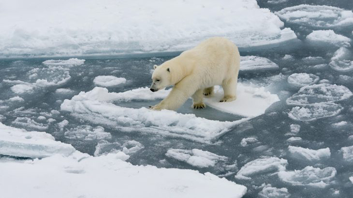 Why polar bears became an icon of climate change.
