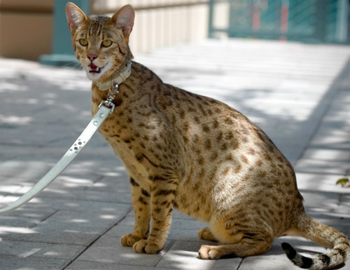 World's most expensive domestic cat: the Ashera.