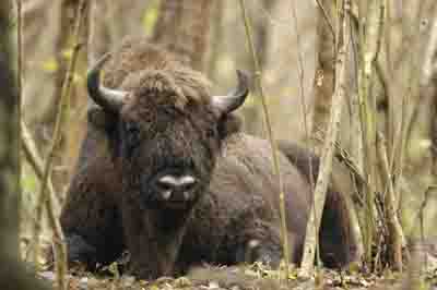 European bison in Białowieża Forest.