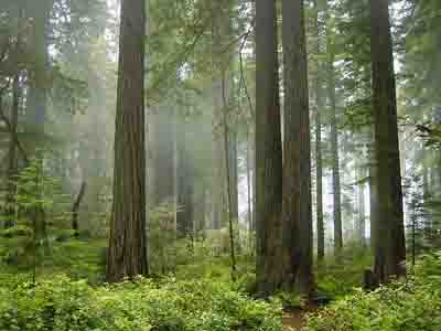 Redwood National & State Parks.