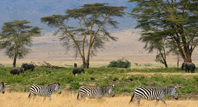 Serengeti National Park, Mara Region, Tanzania.