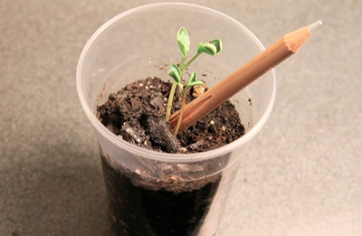 Sprout - A pencil with a seed.