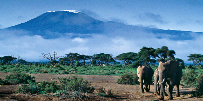 Kilimanjaro National Park, Kilimanjaro Region, Tanzania.