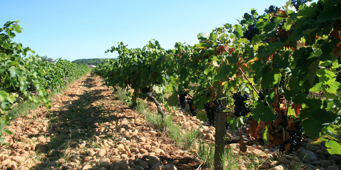 Orange Vignoble AOC Châteauneuf-du-Pape vineyard in the Rhône wine region in southeastern France.