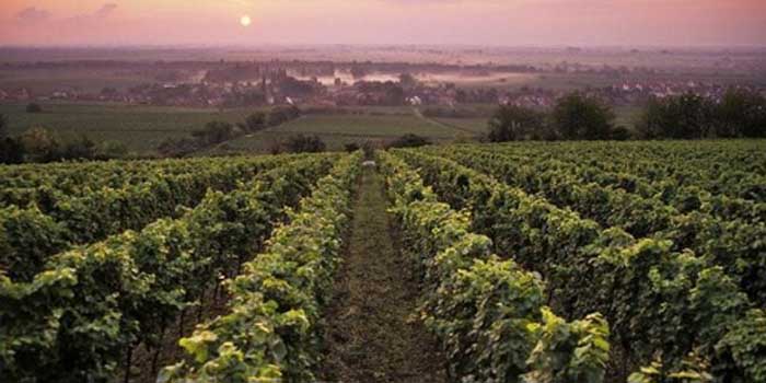 French vineyard.