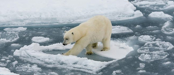 Click on photo to check out all about CLIMATE CHANGE & CRISIS: 1800+ evidence, facts, info, news & resources.